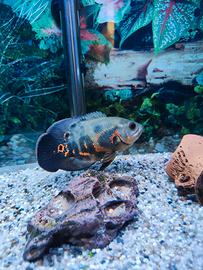 Pesce Astronotus Oscar