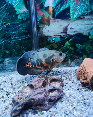 Pesce Astronotus Oscar