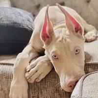 Dobermann Bianchi Allevamento Prima's Bari - 90gg