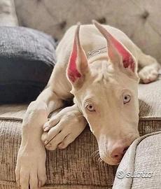 Dobermann Bianchi Allevamento Prima's Bari - 90gg