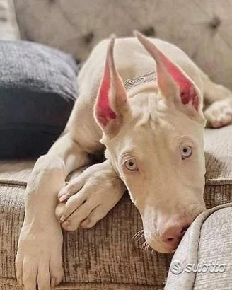 Dobermann Bianchi Allevamento Prima's Bari - 90gg