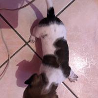 Cuccioli jack russell terrier maschi