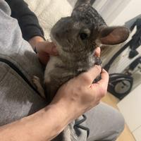 Cincillà - 4 esemplari + gabbie incluse