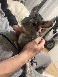 Cincillà - 4 esemplari + gabbie incluse