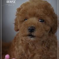 Adorabili cuccioli di barboncino nano toy