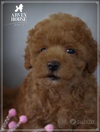 Adorabili cuccioli di barboncino nano toy