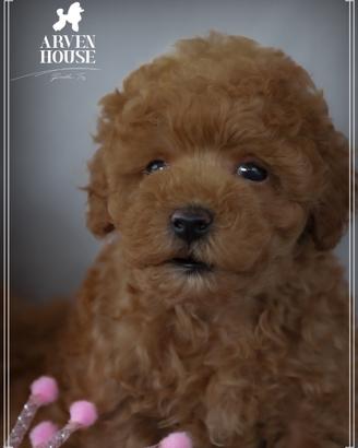 Adorabili cuccioli di barboncino nano toy