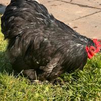 Gallo Concicina nana