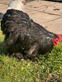 Gallo Concicina nana