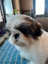 Cucciolo Shihtzu