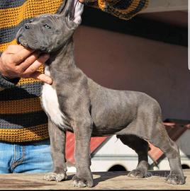 Cucciolona Cane Corso