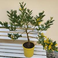 BONSAI   MIMOSA