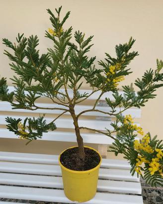 BONSAI   MIMOSA