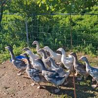 Oche tolosa e romagnole