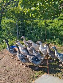 Oche tolosa e romagnole