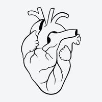 Tatuaggio Temporaneo - Cuore Anatomico - tattoo