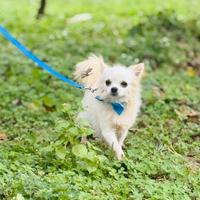 Chihuahua Pelo Lungo