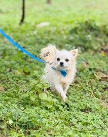 Chihuahua Pelo Lungo