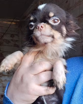Chihuahua