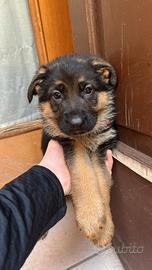 Pastore Tedesco: Ultime disponibilità cucciolata