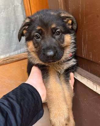 Pastore Tedesco: Ultime disponibilità cucciolata