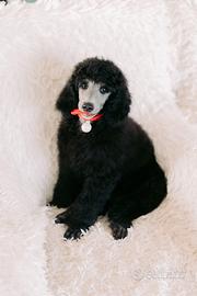 Barbone grande mole grigio gigante