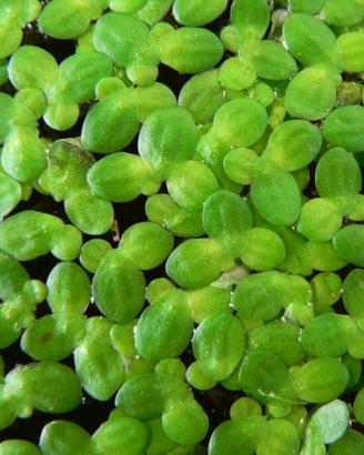 Lemma minor/Lenticchia d'acqua