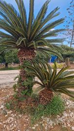 CYCAS PROLIFERA 