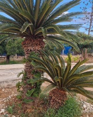 CYCAS PROLIFERA 