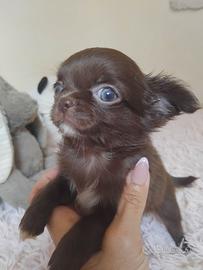 Chihuahua maschietto pelo lungo Pedigree Enci 
