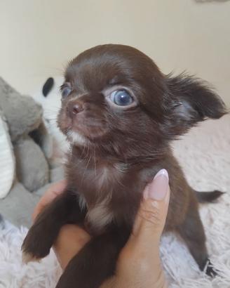 Chihuahua maschietto pelo lungo Pedigree Enci 