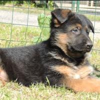 Pastore Tedesco cucciolone