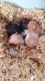 Cuccioli di criceto dorato