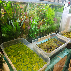 Pesci, piante e invertebrati