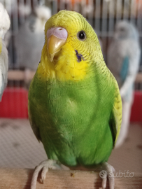 Cocorite allevati a mano