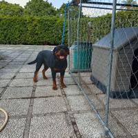Rottweiler