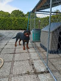 Rottweiler