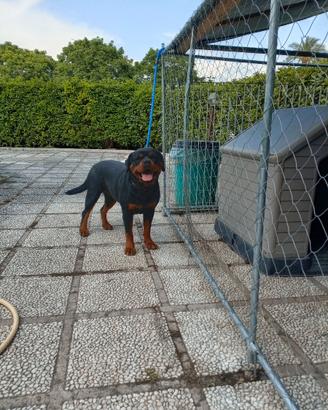 Rottweiler