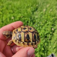 Testudo Hermanni hermanni