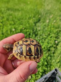 Testudo Hermanni hermanni