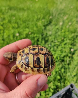 Testudo Hermanni hermanni