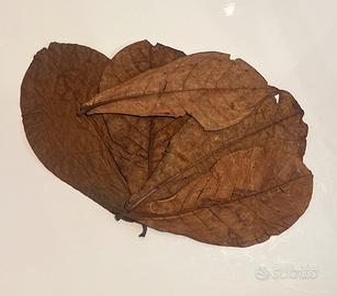 Foglie di catappa (mandorlo indiano) per acquario