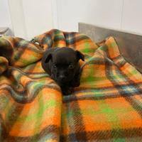 Chihuahua Toy femminuccia