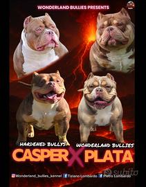 American Bully pocket pedigree abkc