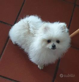 Volpino di pomerania pedigree