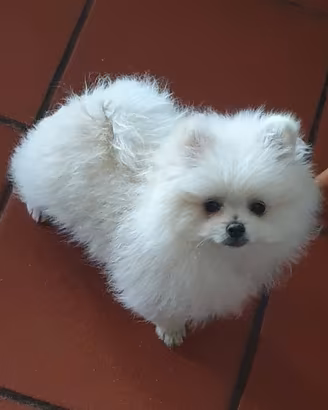 Volpino di pomerania pedigree