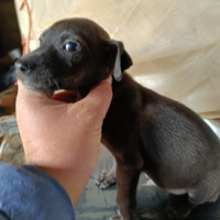 Cucciolo per cinghiale