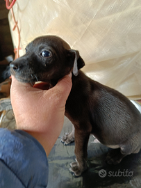 Cucciolo per cinghiale