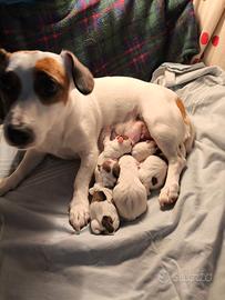 Cuccioli JACK RUSSELL