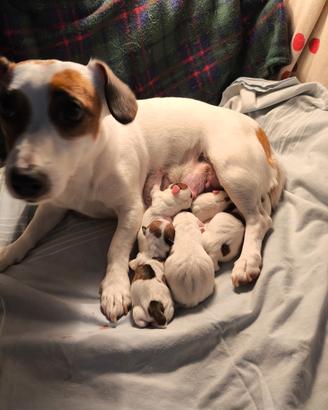 Cuccioli JACK RUSSELL